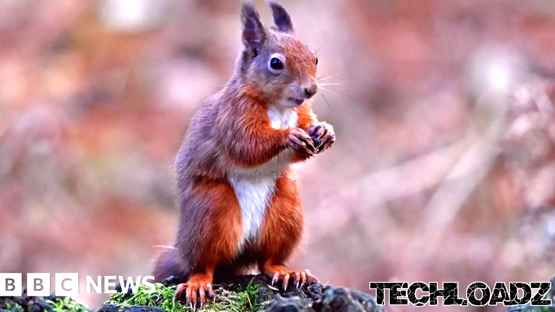 AI Technology Aids in Protecting Red Squirrels