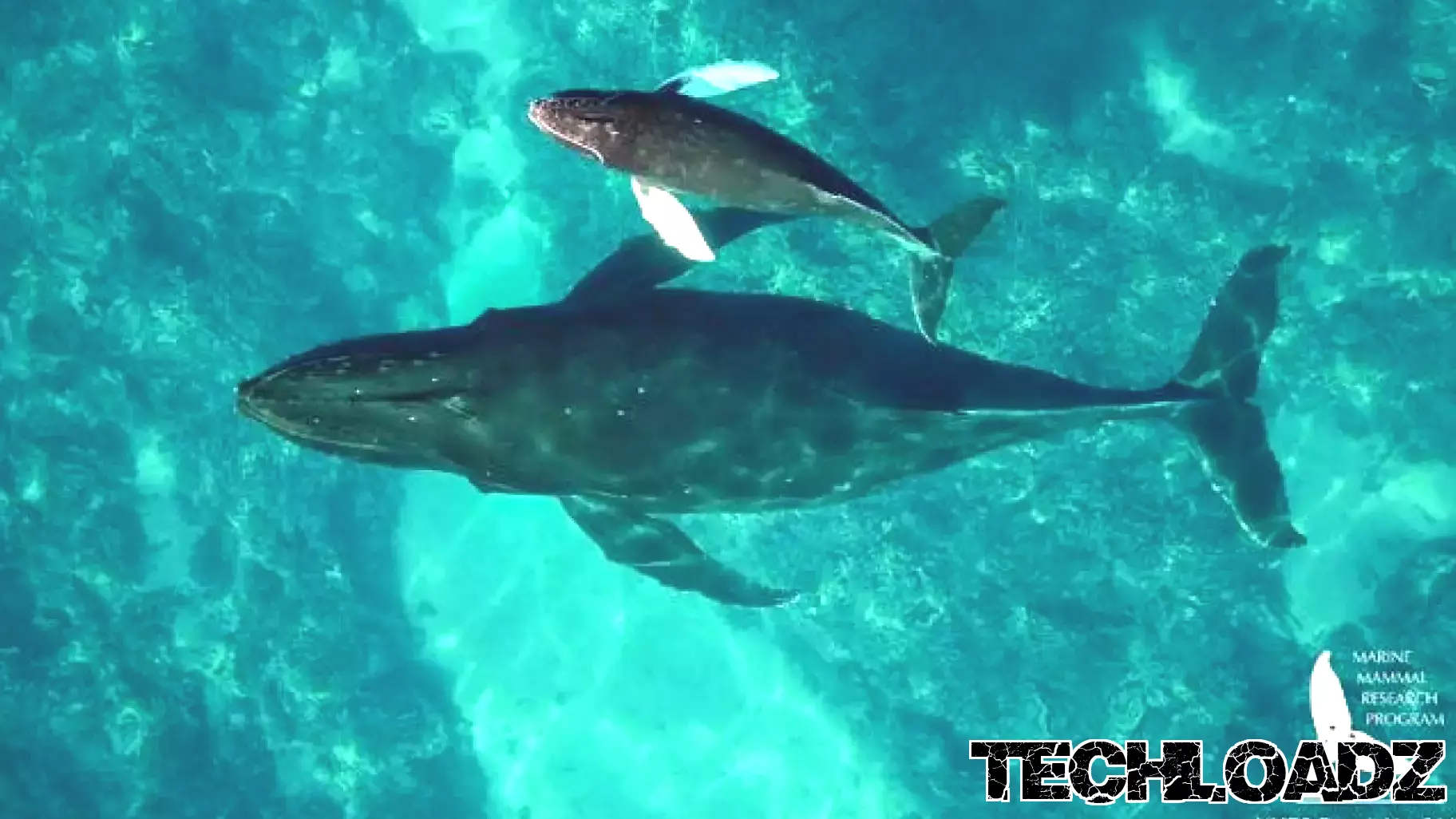 Drones Take to the Skies to Monitor Humpback Whale Mothers and Calves