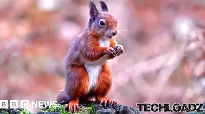 AI Technology Aids in Protecting Red Squirrels